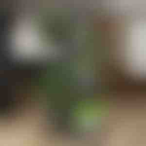 Поставка за саксии за растенија | POTSTAGE